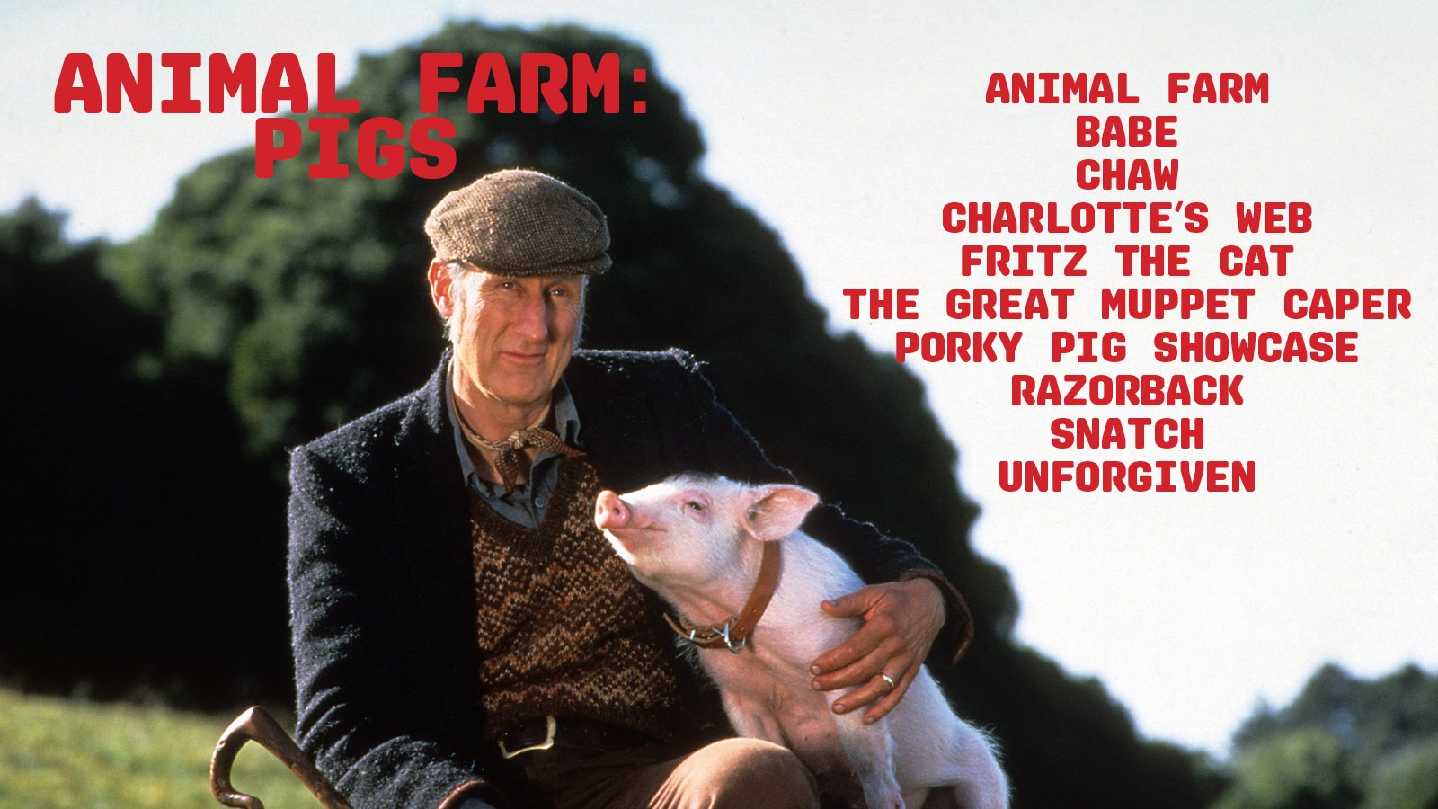 ANIMALFARMPIGS3